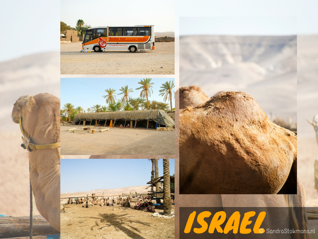 Israel, Bedouin kamp, woestijn van Judea, Judean Desert, kameel, camel, dromedary, dromedaris, animal photography, dieren fotografie