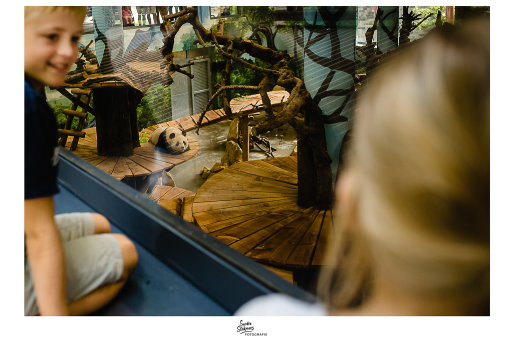 365 Dagen Project, Panda in Pandaverblijf in Ouwehands Dierenpark in Rhenen, foto door Sandra Stokmans Fotografie