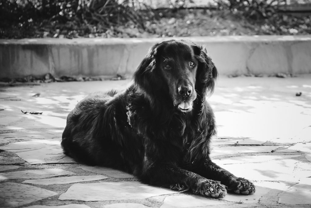 Dag uit het leven van onze huisdieren-Xesco-flatcoated retriever-Sandra Stokmans-DSC_0451