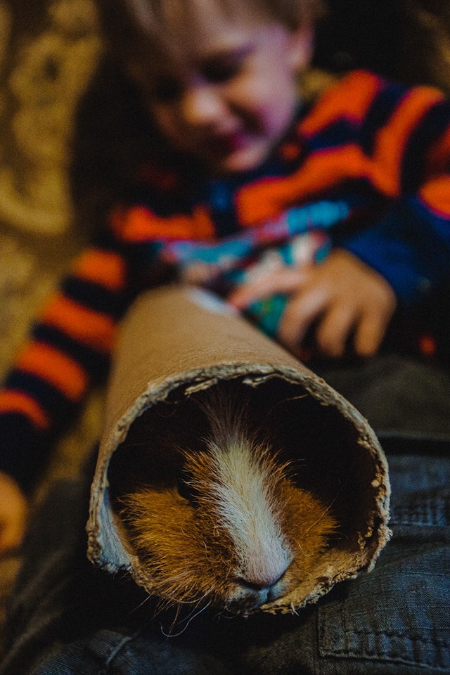 Exotische cavia in een toiletrol, foto door Eszter Ballo, exotic guinea pig in a toilet roll