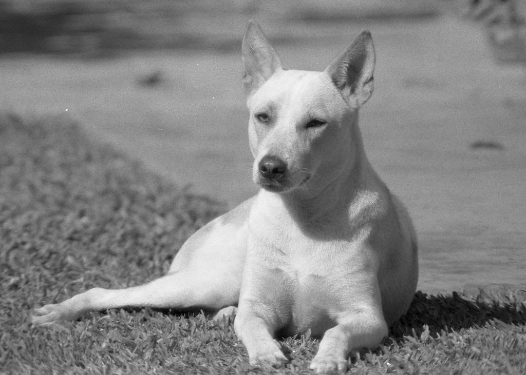 Whitey onze hond uit Bangladesh, foto uit 1980 Dacca