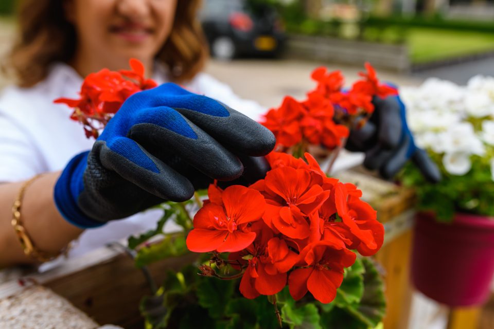 Shiva kijkt of er dooie bloemetjes tussen zitten.